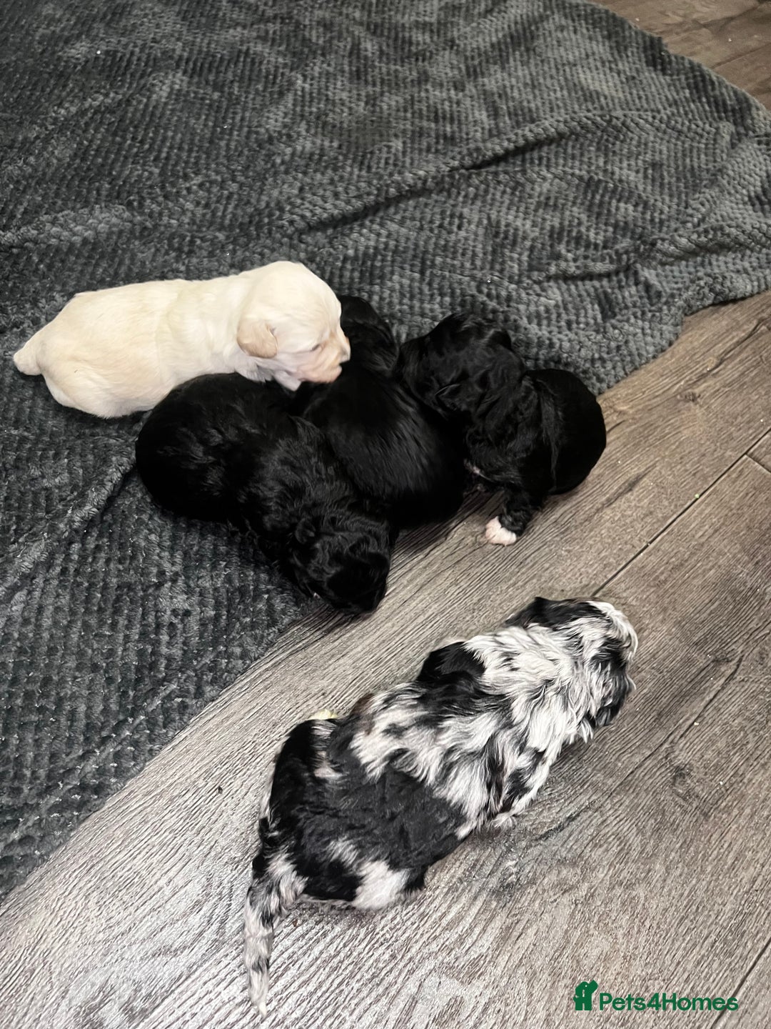 Maltipoo dogs for sale: Stunning F1 Maltipoos  - Advert 13