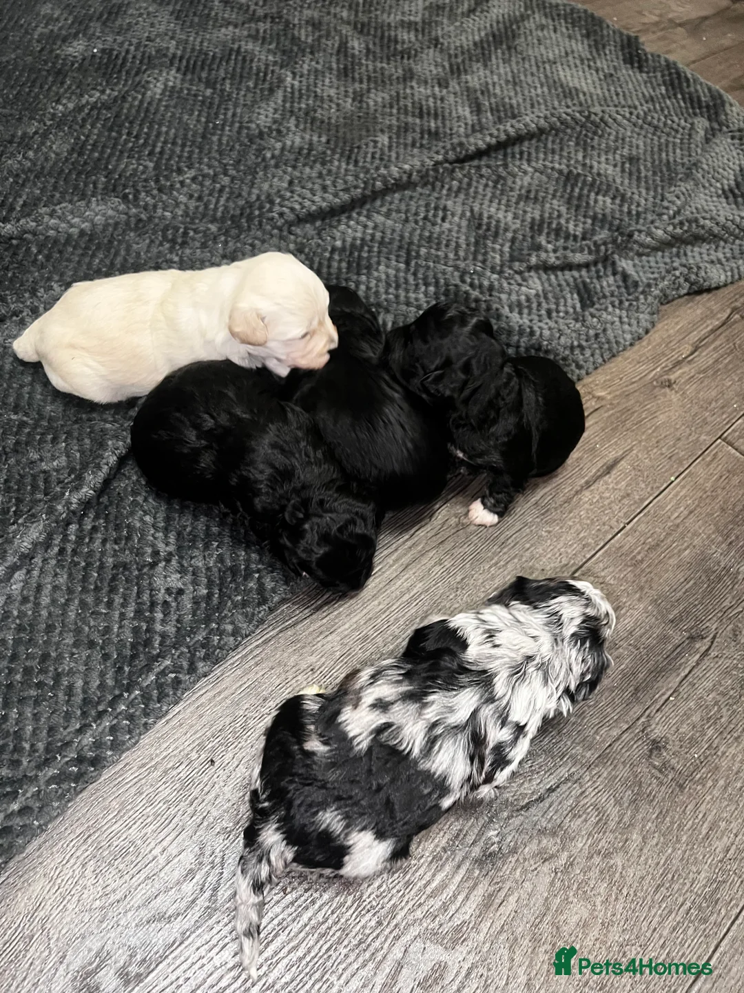 Maltipoo dogs for sale: STILL AVAILABLE!!! Stunning F1 Maltipoos  - Advert 16