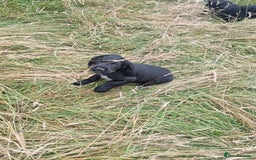 Cocker Spaniel dogs for sale: Stunning Black working Cocker Spaniel Puppies - Image 17