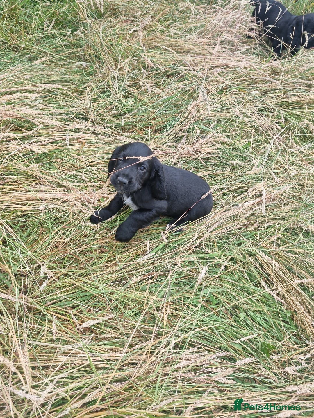 Cocker Spaniel dogs for sale: Stunning Black working Cocker Spaniel Puppies - Image 17