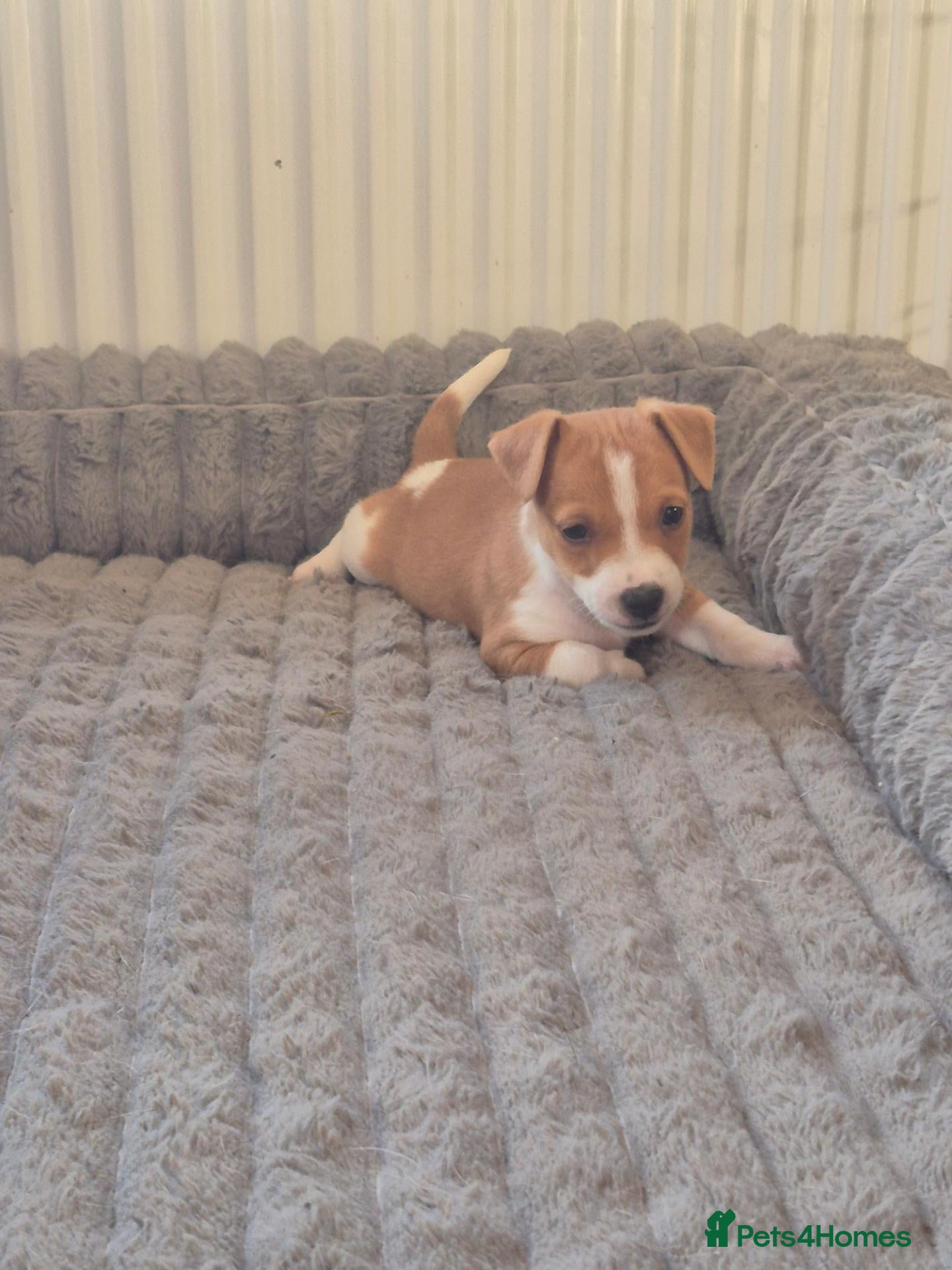 Jack Russell dogs Short legged jack russels - Advert 17