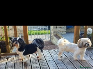 Shih Tzu dogs in Bridgend - Advert 1