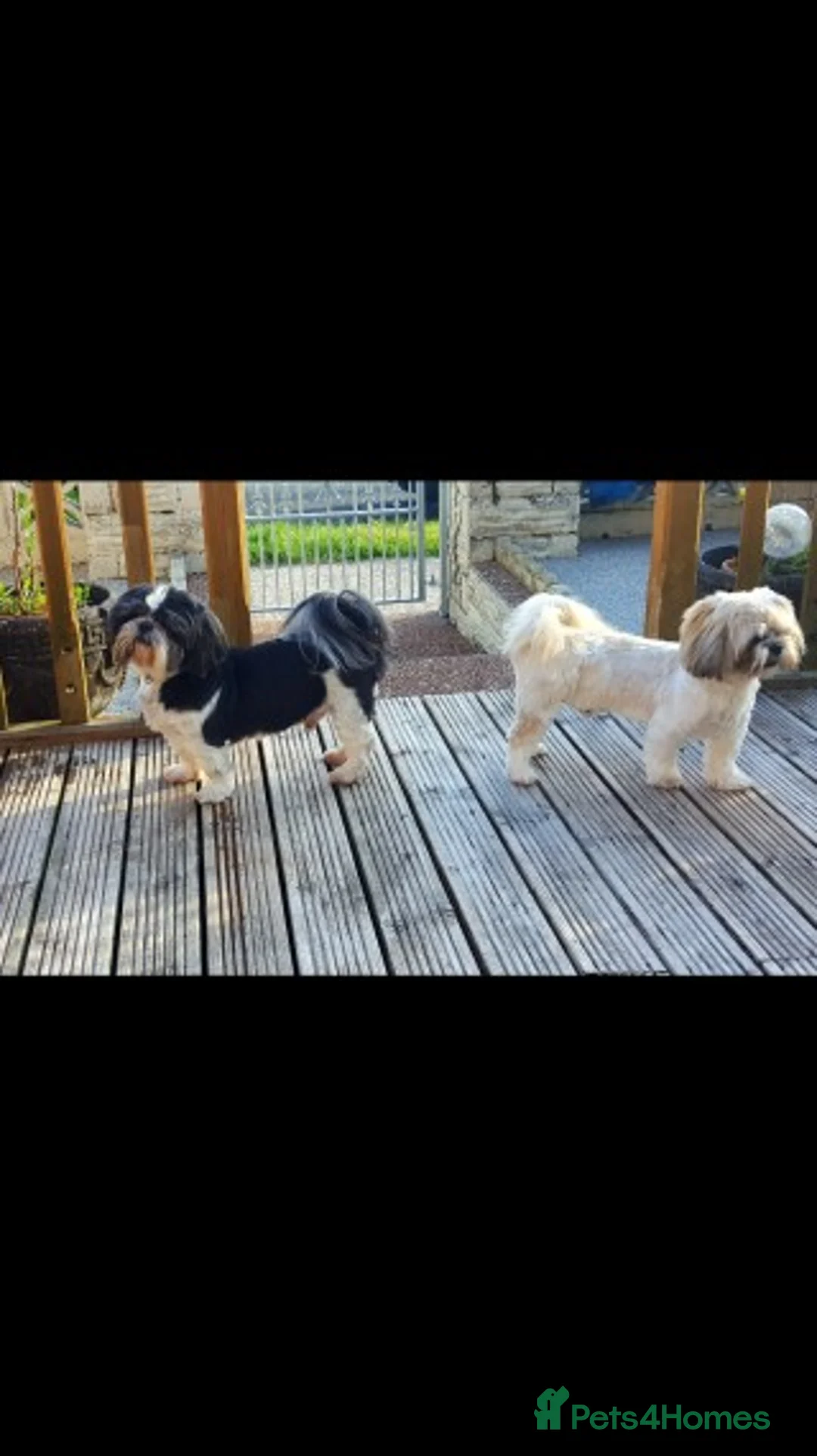 Shih Tzu dogs for stud: KC HARROPINE LUSTY DUSTY FOR STUD ONLY in Bridgend - Advert 1