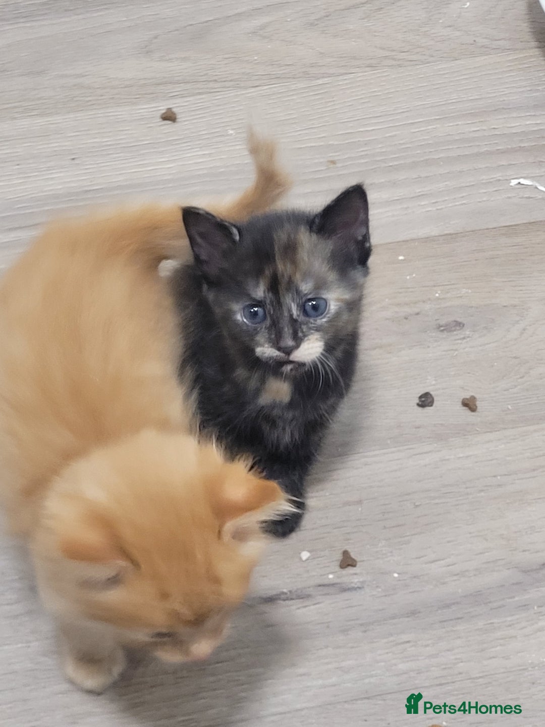 Domestic Shorthair cats for sale: Beautiful kittens available  - Image 8