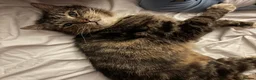 Mixed Breed cats for sale: Forever Home Needed - Advert 2