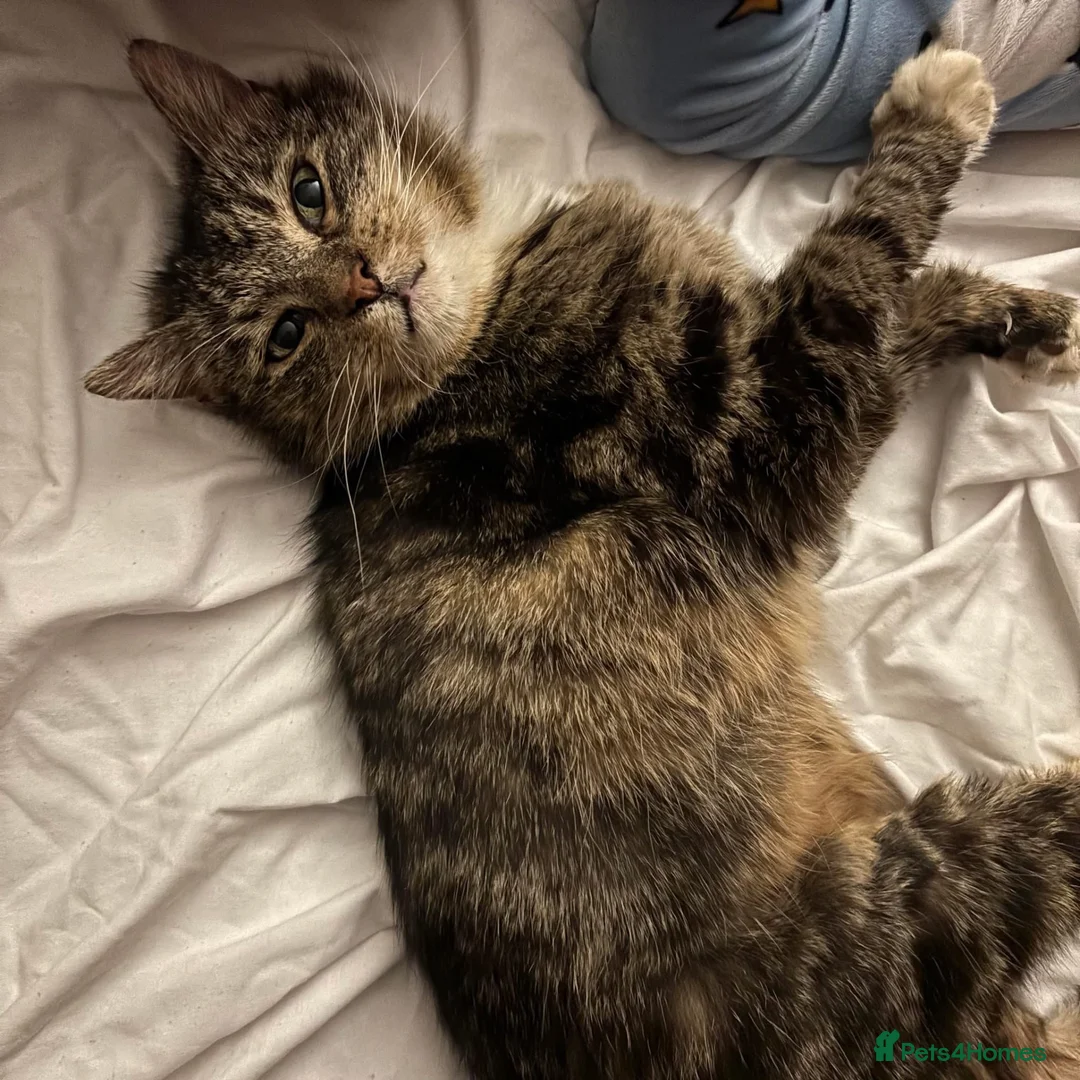 Mixed Breed cats for sale: Forever Home Needed - Advert 2