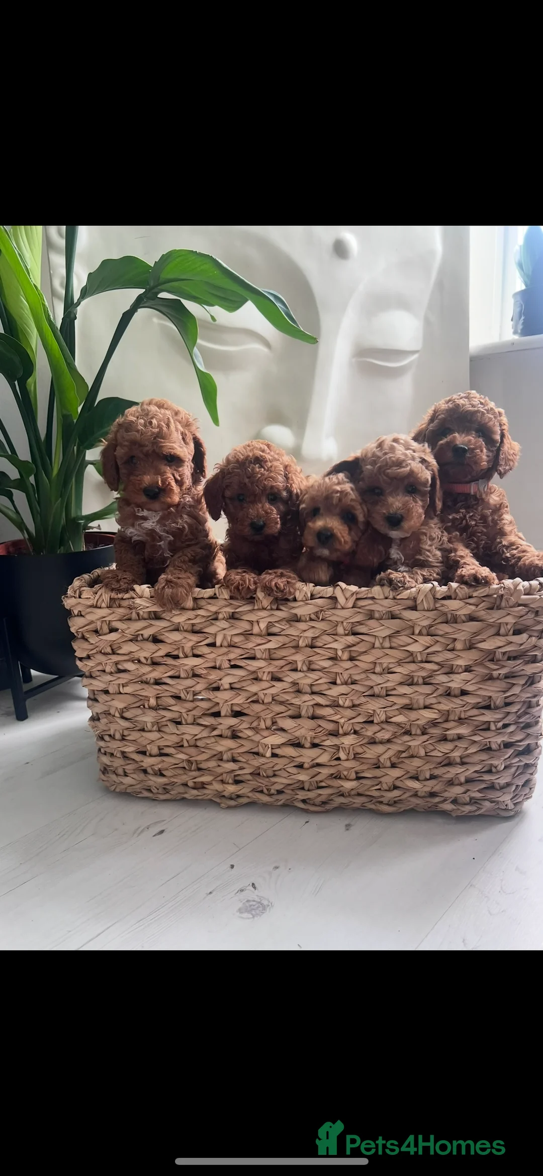Toy Poodle dogs for stud: Toy Poodle Stud Experience Ted 🐾 - Advert 4