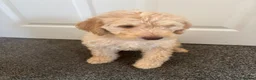Mixed Breed dogs for sale: DNA tested Stunning labradoodle puppies - Advert 11