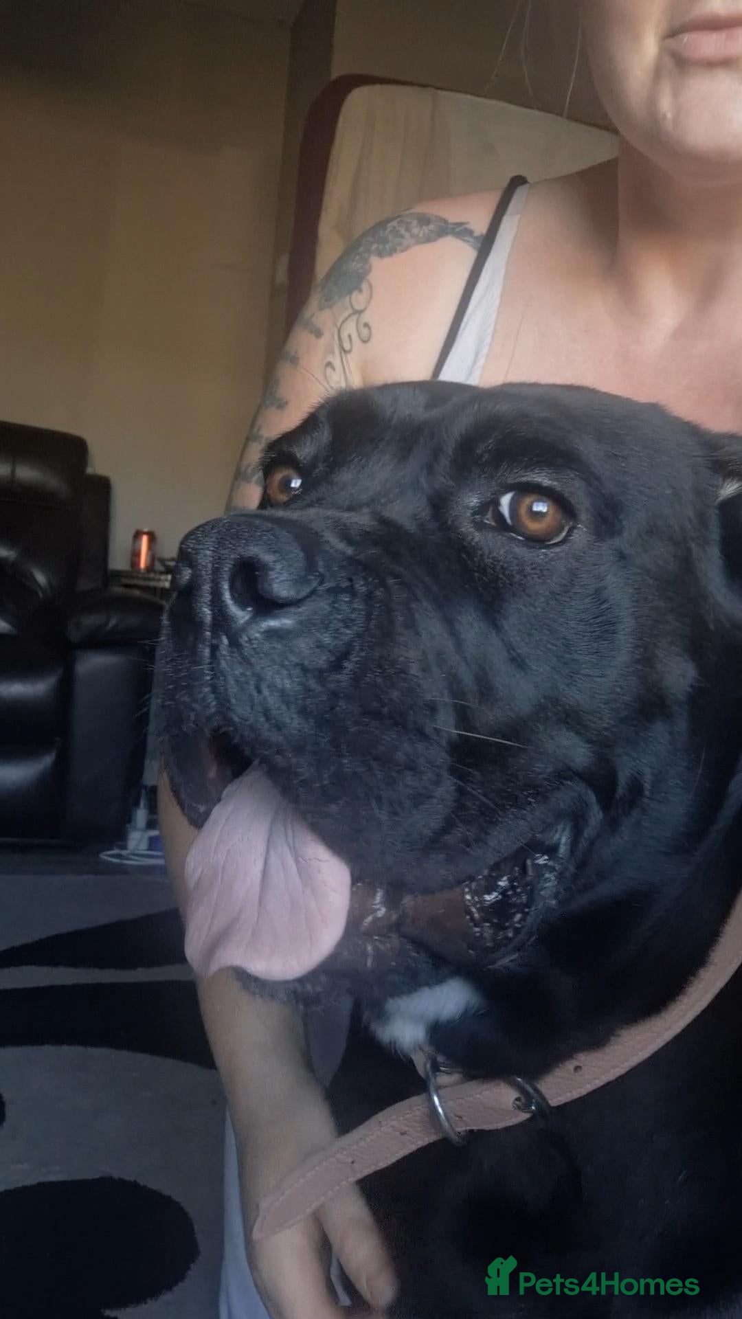 Cane Corso dogs Female cane corso - Advert 1