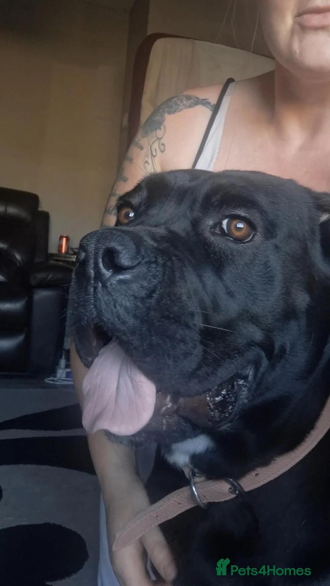 Cane Corso dogs for sale: Female cane corso in Gainsborough - Advert 1