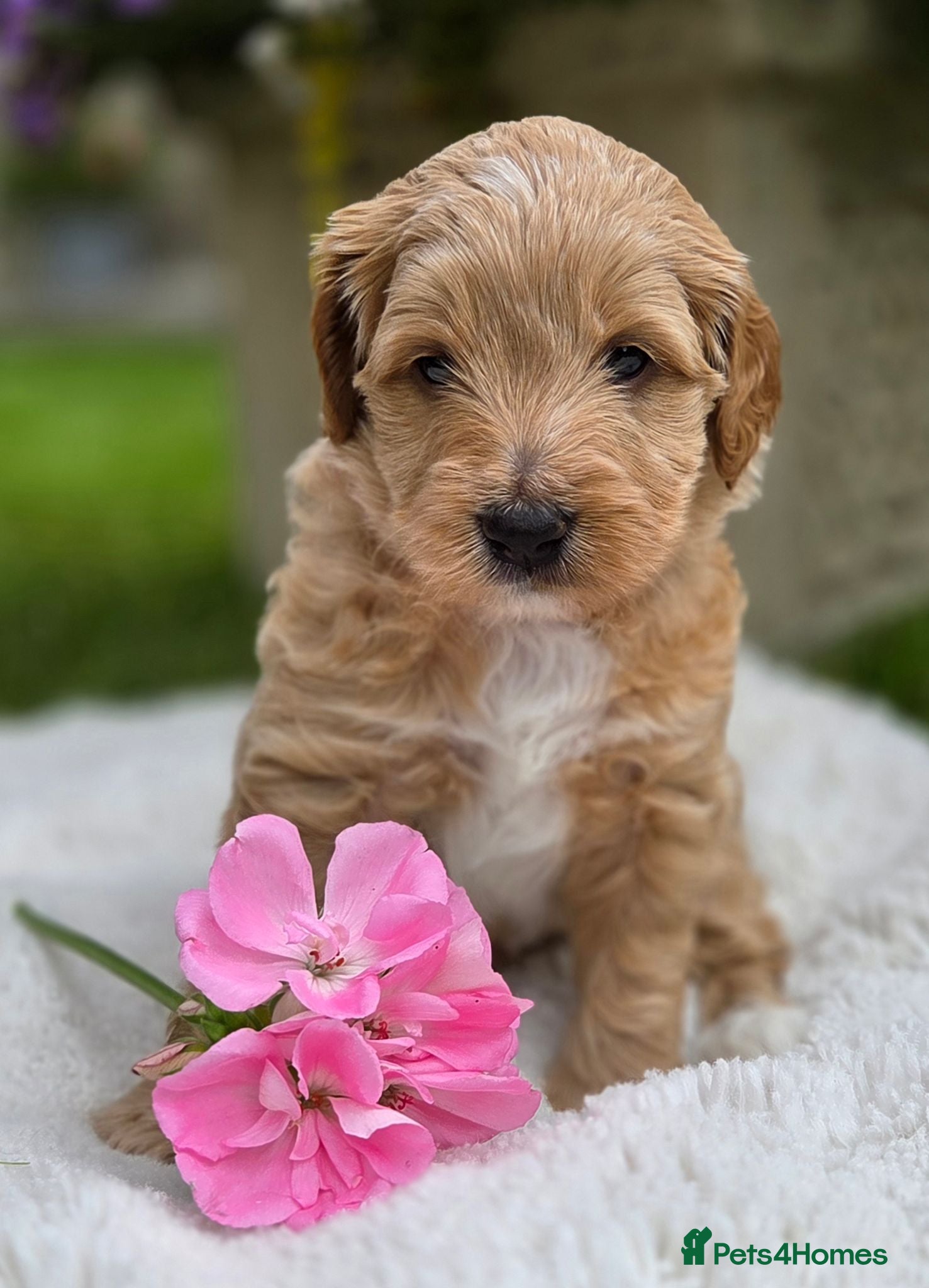 Australian Labradoodle dogs Australian Labradoodle Puppies - Advert 2