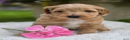Australian Labradoodle dogs for sale: Australian Labradoodle Puppies - Advert 12