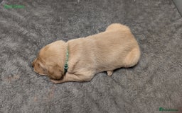 Labrador Retriever dogs for sale: Gorgeous Yellow Labrador Puppies - Image 28