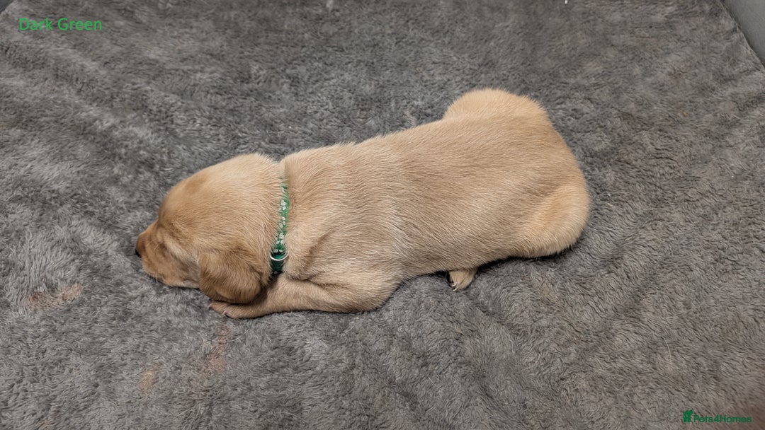 Labrador Retriever dogs for sale: Gorgeous Yellow Labrador Puppies - Image 28