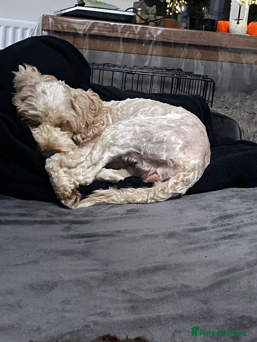 Cockapoo dogs for sale: Golden cockapoo in Derby - Advert 2