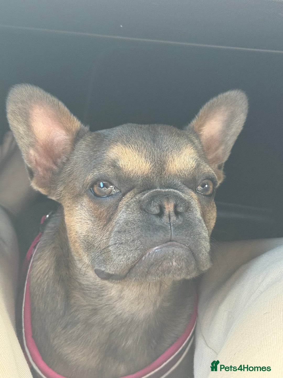 French Bulldog dogs for sale: Beautiful Blue Fawn French bulldog girl in Gateshead - Image 2