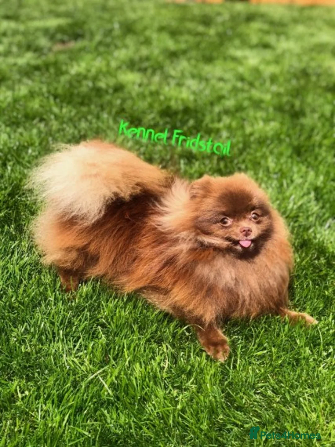 Pomeranian dogs for stud: 1.8kg Tiny Choco Carry Tan Blue Lilac DNA tested in Rotherham - Advert 12