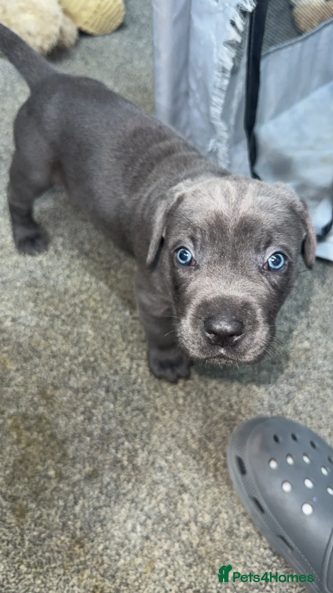 Cane Corso dogs for sale: Cane corso pupps  - Advert 8
