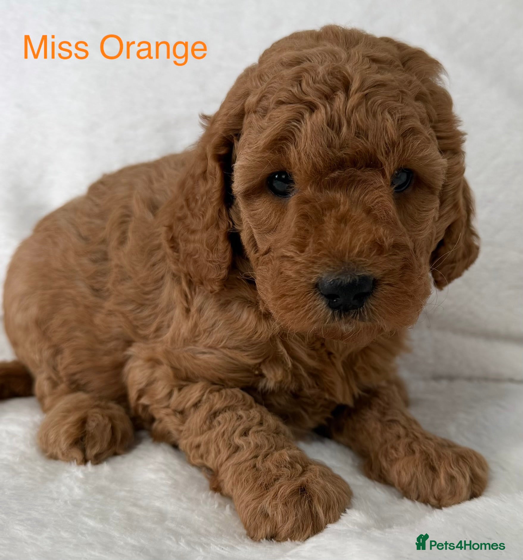 Australian Labradoodle dogs Australian Labradoodle Puppies - Advert 2