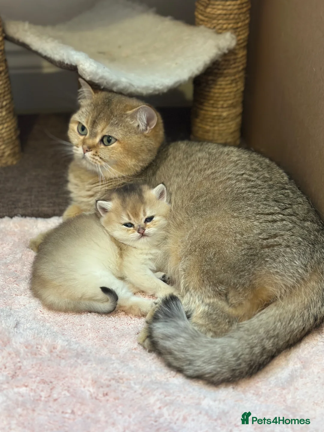 British Shorthair cats for sale: Stunning Quality GCCF British Shorthair Kittens - Advert 2