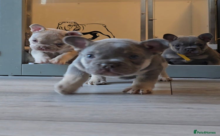 French Bulldog dogs - Advert 5