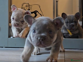 French Bulldog dogs - Advert 6