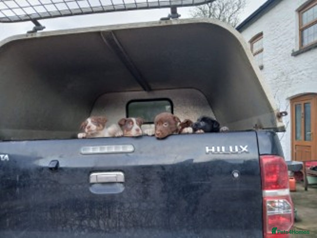 Mixed Breed dogs for sale: brown collie puppies (1 black) - Advert 6