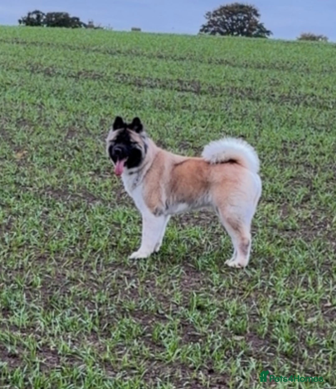 Mixed Breed dogs for sale: 3/4 American Akita x Husky  - Advert 4