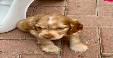 Cocker Spaniel dogs - Advert 14