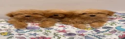 Poochon dogs for sale: Health tested Poochon Puppies  - Advert 4