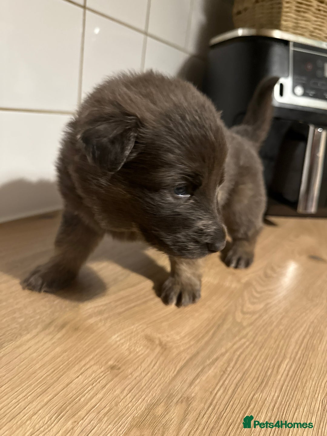 German Shepherd dogs for sale: Blue eyed long hair, blue German shepherds - Advert 18