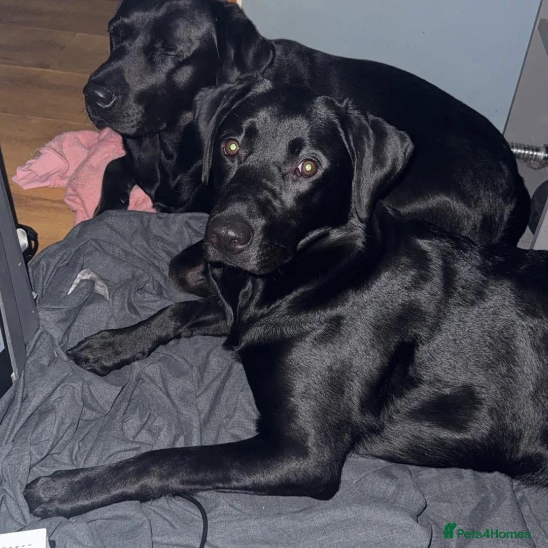 Labrador Retriever dogs for sale: 3 lab pups in Gillingham - Advert 2