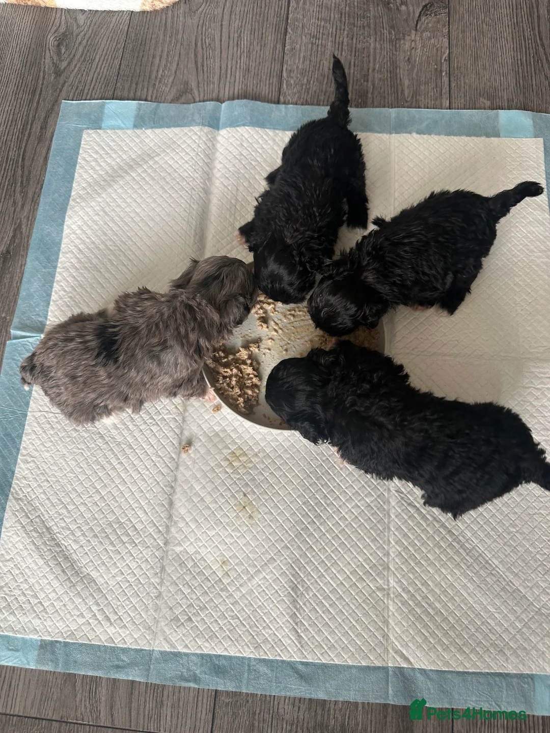 Maltipoo dogs for sale: F1 Toy Maltipoos - Advert 29
