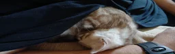 Bengal cats for sale: Family raised TICA Bengal kittens - Advert 3