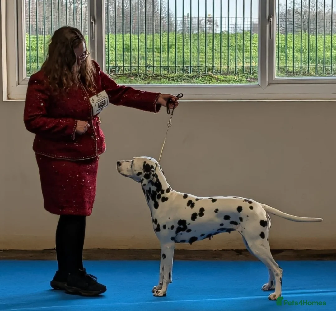Dalmatian dogs for sale: Planned quality KC Reg black spotted litter  - Advert 2