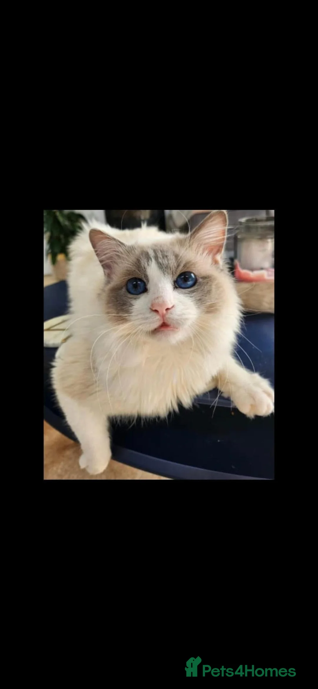 Ragdoll cats for sale: 5 Ragdoll kittens for sale. 6 weeks old.  - Advert 6