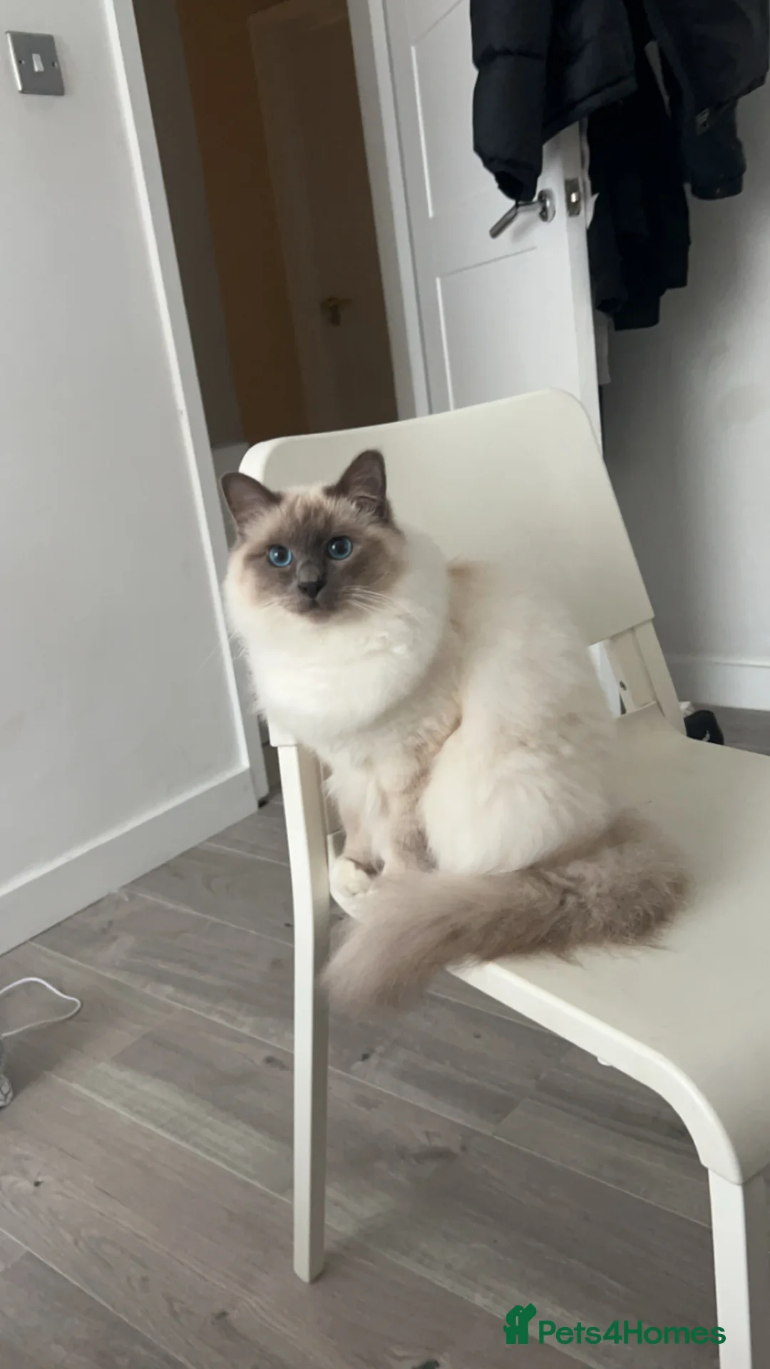 Birman cats for sale: Blue point Birman Cat for Sale  in London - Advert 4