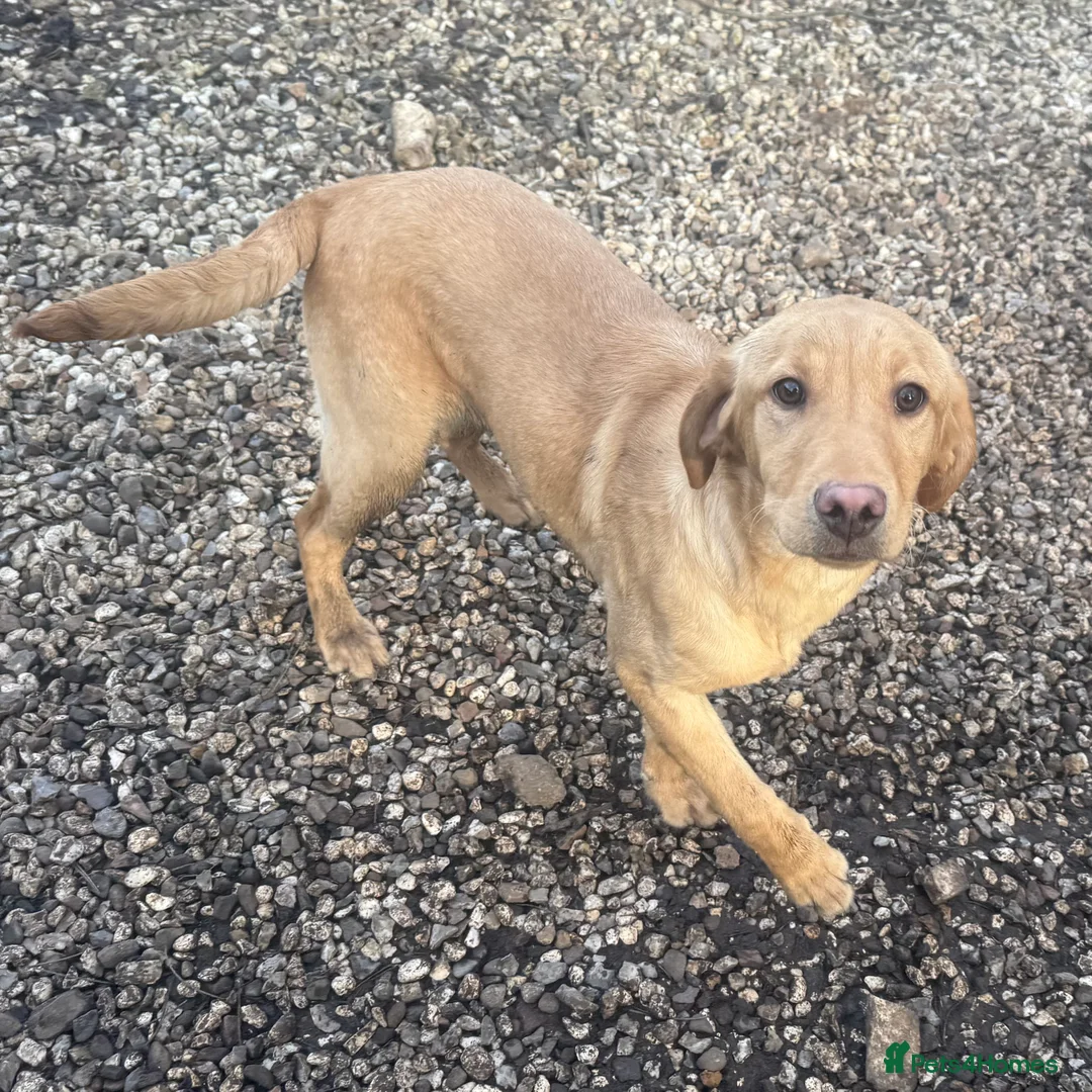 Labrador Retriever dogs for sale: 🧡 Older Yellow & Red RKC Labrador Boys 💛 - Advert 39