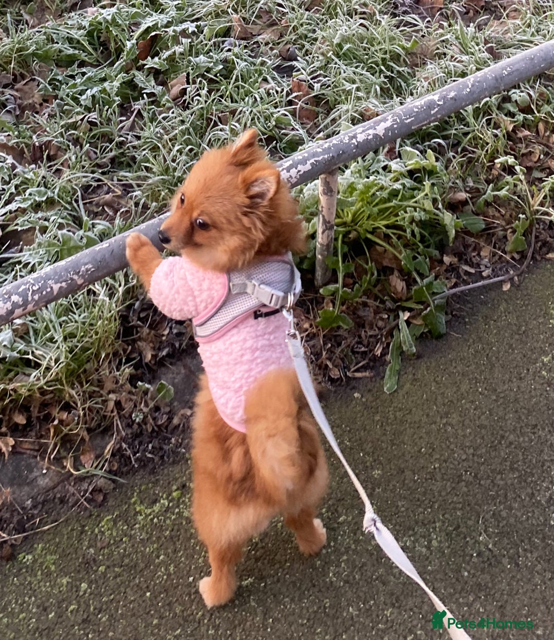 Pomeranian dogs for sale:  1 year old Pomeranian  - Image 2