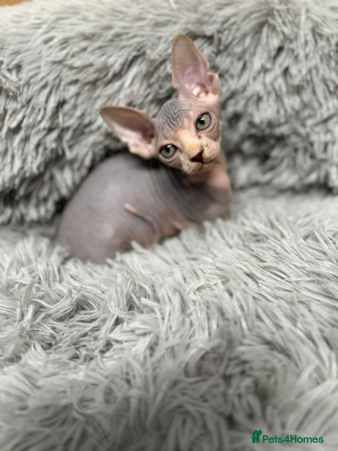 Sphynx cats for sale: TICA Reg Sphynx Kittens, Extensive Genetic Testing - Advert 2