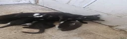 Domestic Shorthair cats for sale: Black kittens & black and white kittens - Advert 12