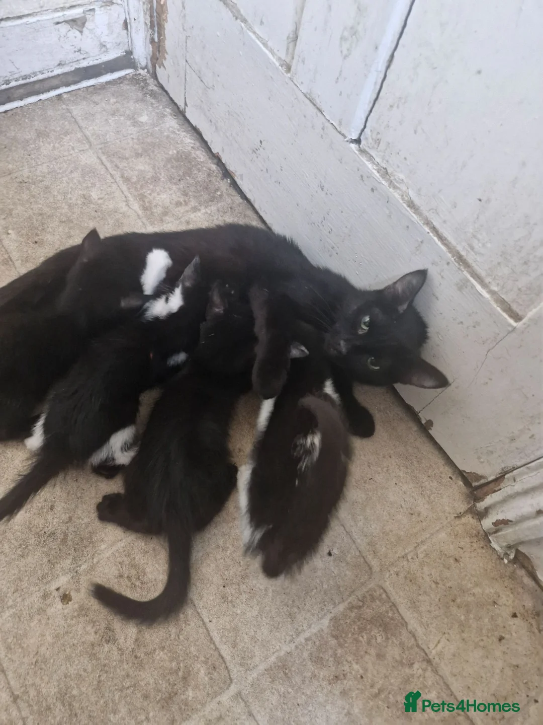 Domestic Shorthair cats for sale: Black kittens & black and white kittens - Advert 12