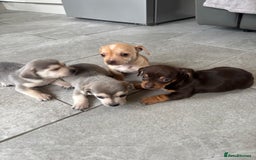Chiweenie dogs for sale: CHIWEENIE PUPS READY 10TH NOVEMBER  - Image 31