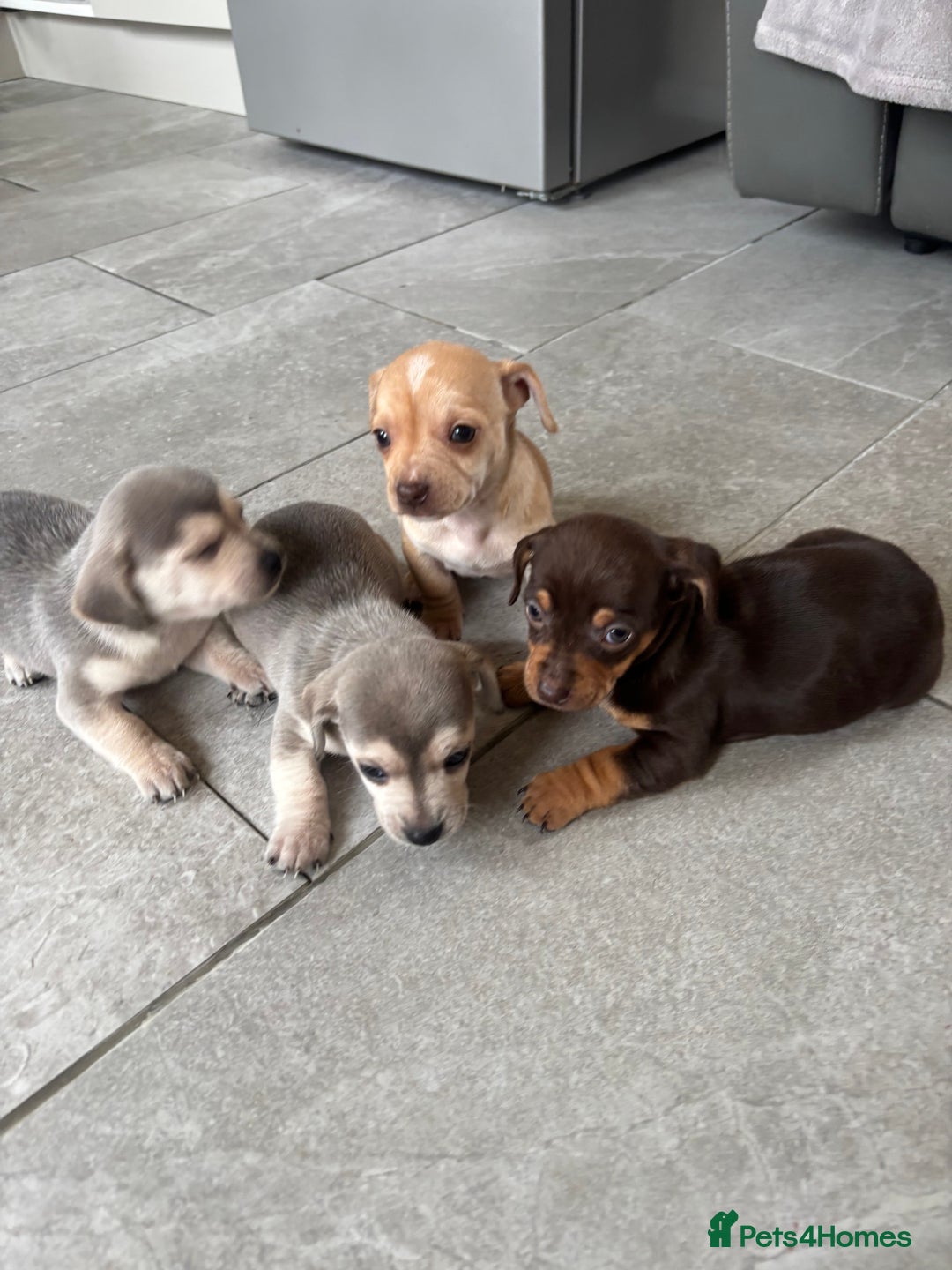 Chiweenie dogs for sale: CHIWEENIE PUPS READY 10TH NOVEMBER  - Image 31