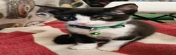 Mixed Breed cats for sale: black and white kitten - Advert 3