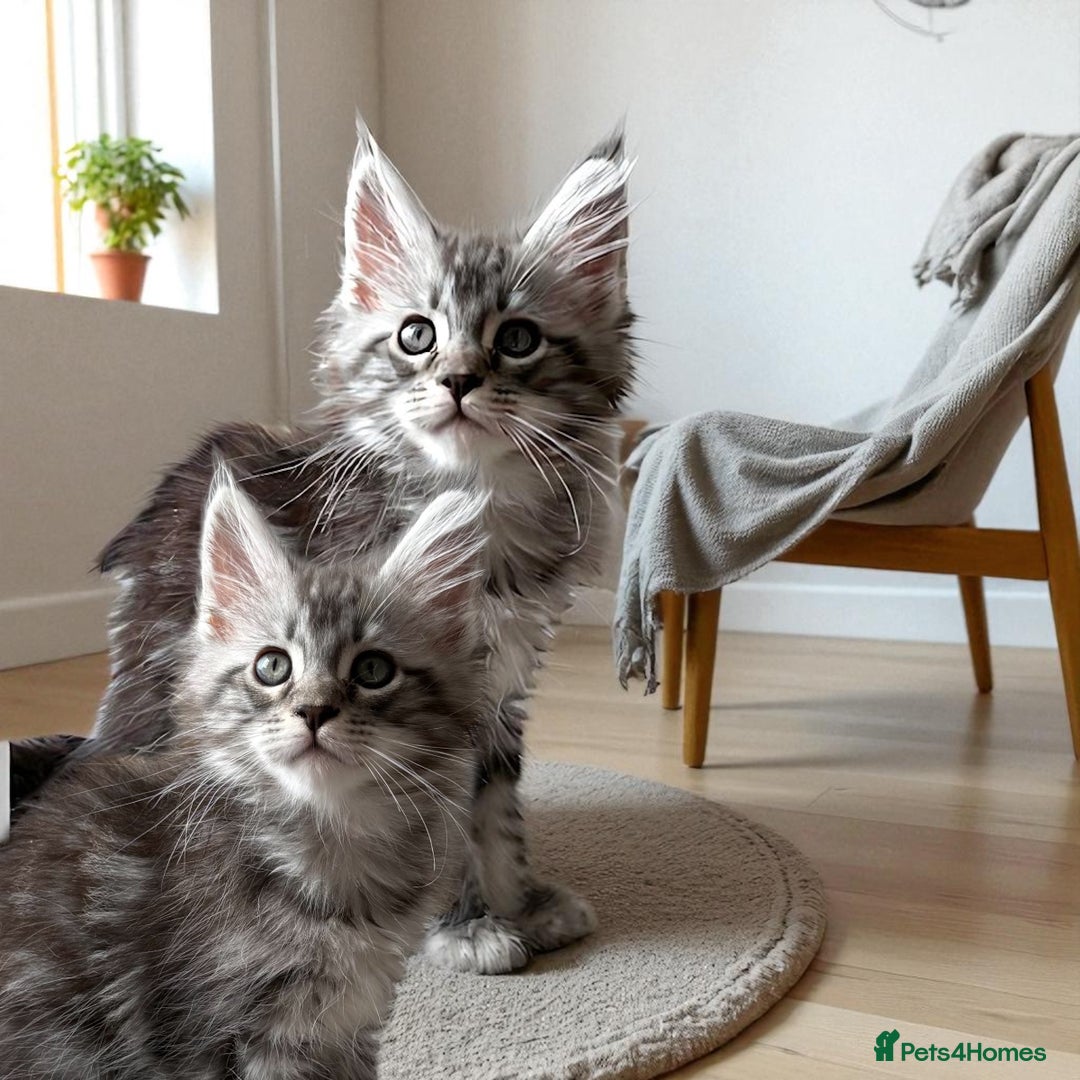 Maine Coon cats for sale: Outstanding pedigree Maine coons  - Image 17
