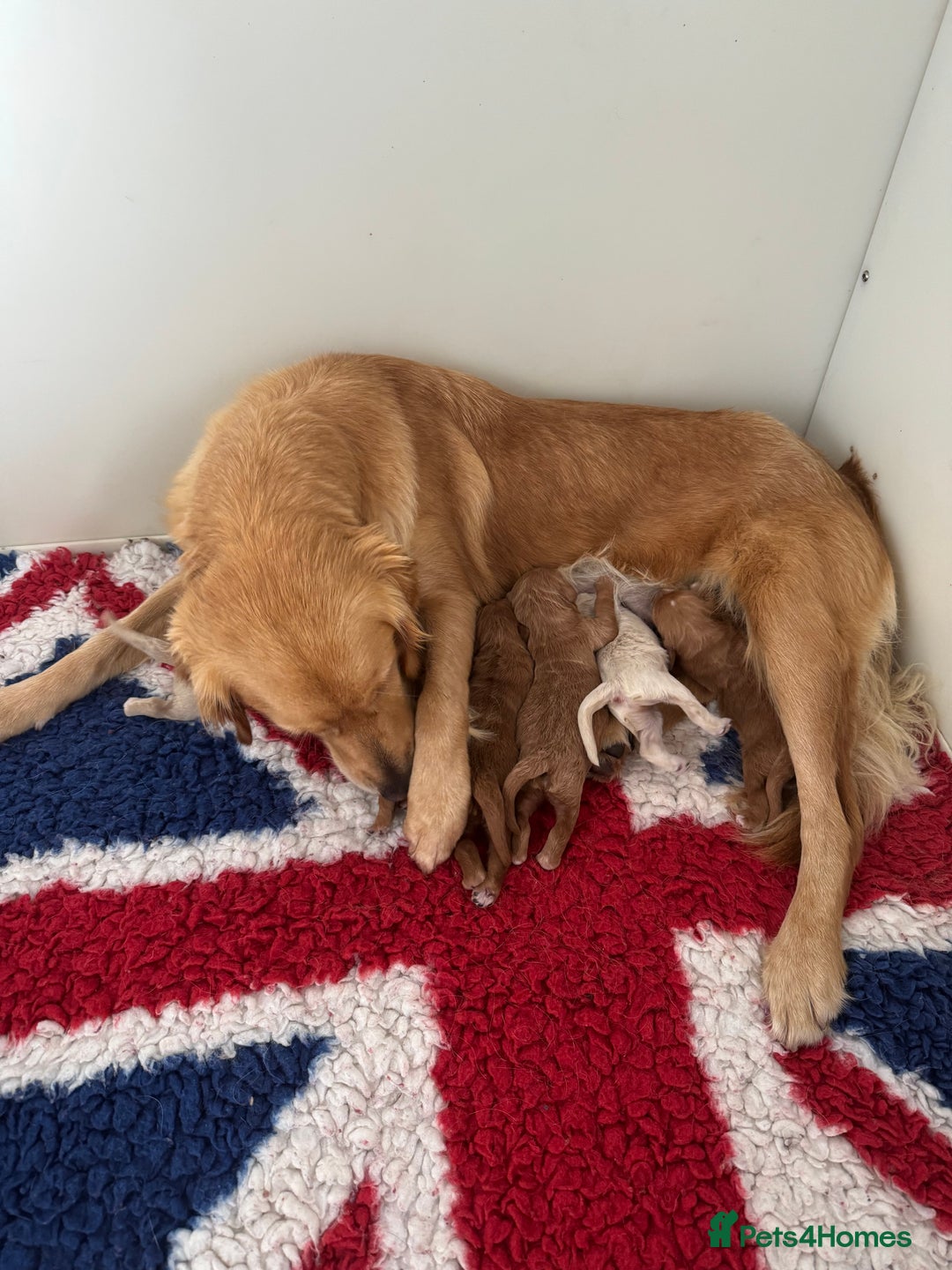 Mini Goldendoodle dogs for sale: 6 mini goldendoodle puppies for sale - Advert 3