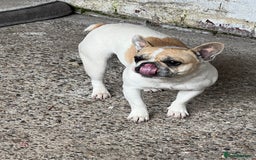 French Bulldog dogs for sale: Female frenchy - Image 3