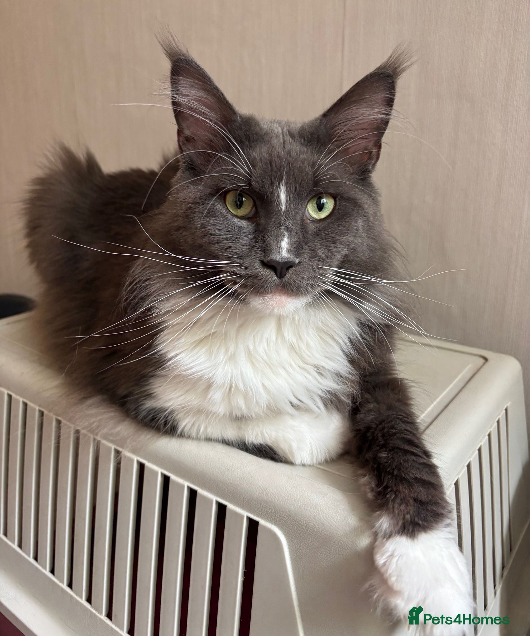 Maine Coon cats Beautiful Highly Proven Boy for Stud in Swadlincote - Advert 6