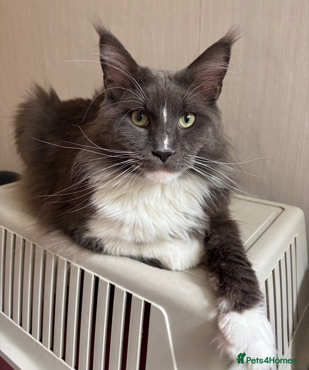 Maine Coon cats for stud: Beautiful Highly Proven Boy for Stud in Swadlincote - Advert 1